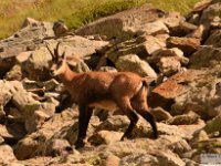 2025-07-27 M. Pelago e Lacs Bessons 113